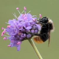 Red-Tailed Bumble Bee 